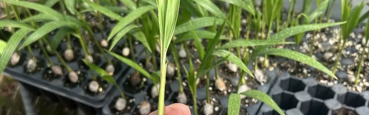 Adonidia (Christmas) Palm (Adonidia merrillii)
