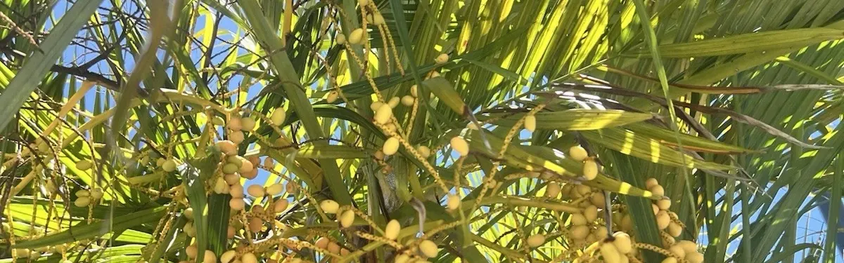 Areca Palm (Dypsis lutescens)