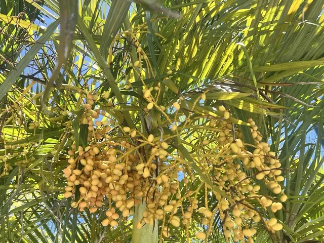 Areca Palm