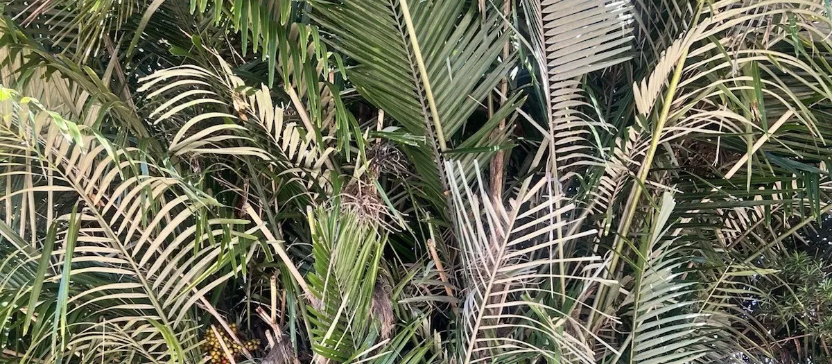 Palms growing at Kotsonis Farm