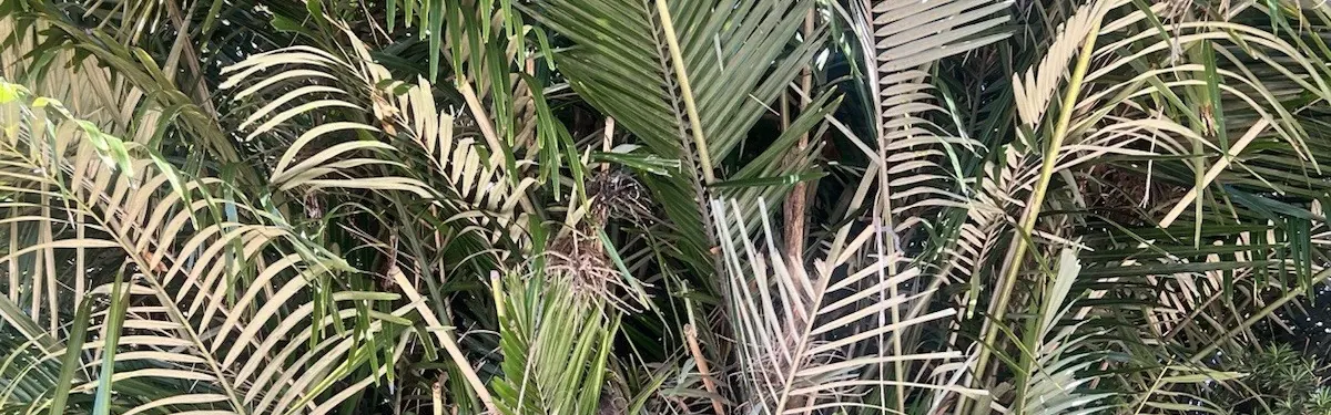 Arenga Palm (Arenga engleri)
