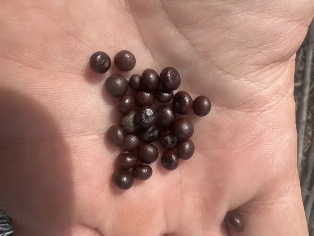 Florida Palms We Grow