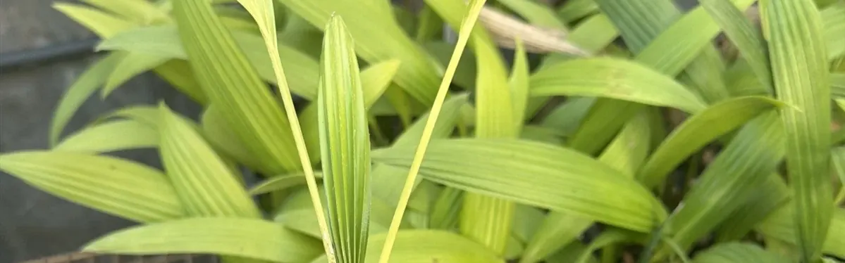 Chinese Fan Palm (Livistona chinensis)