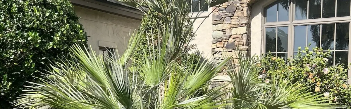 Mediterranean Fan Palm (Chamaerops humilis)