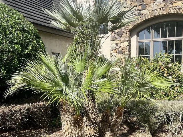 Mediterranean Fan Palm