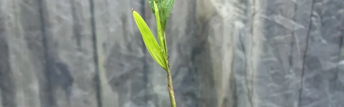 Montgomery Palm (Veitchia arecina)