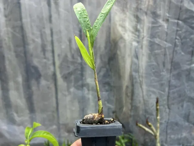 Montgomery Palm