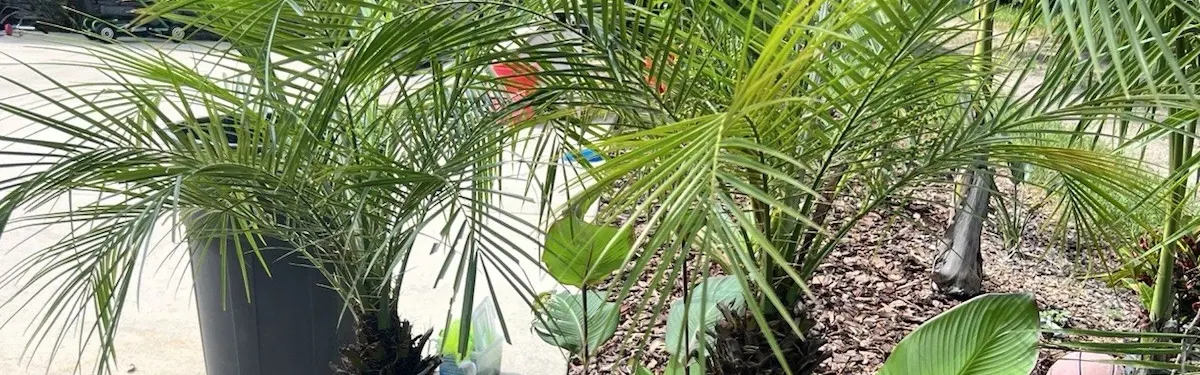 Pygmy Date Palm (Phoenix roebelenii)