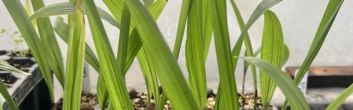 Queen Palm (Syagrus romanzoffiana)