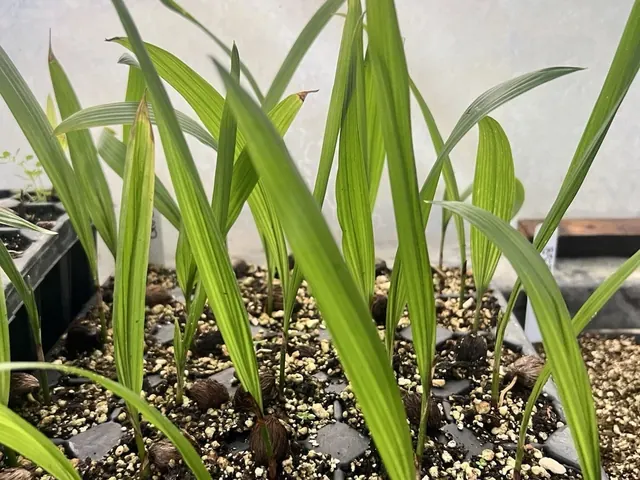 Queen Palm