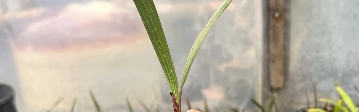 Ribbon Palm (Livistona decora)
