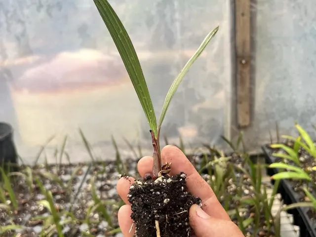 Ribbon Palm