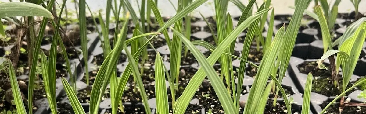 Silver Saw Palmetto (Serenoa repens): Quick Facts