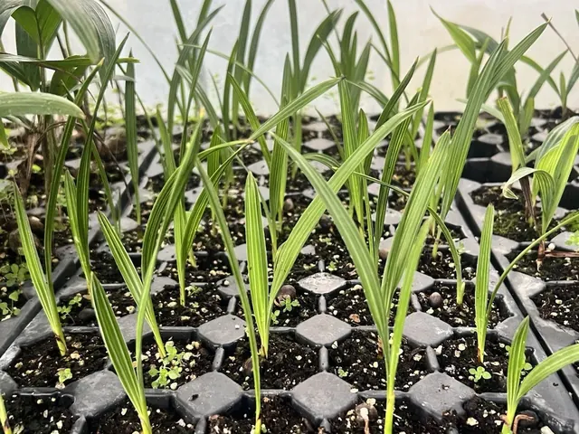 Silver Saw Palmetto